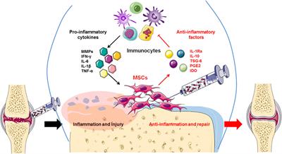 Immunoregulatory paracrine effect of mesenchymal stem cells and mechanism in the treatment of osteoarthritis